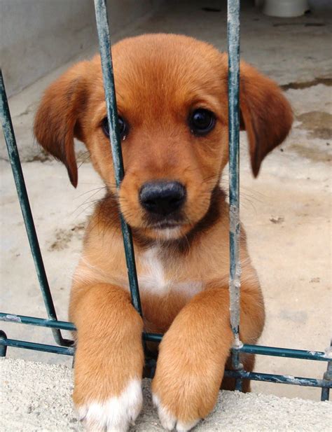 CÃES PARA ADOPÇÃO .